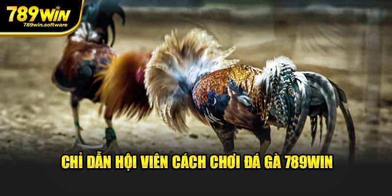 Chỉ dẫn hội viên cách chơi đá gà 789WIN