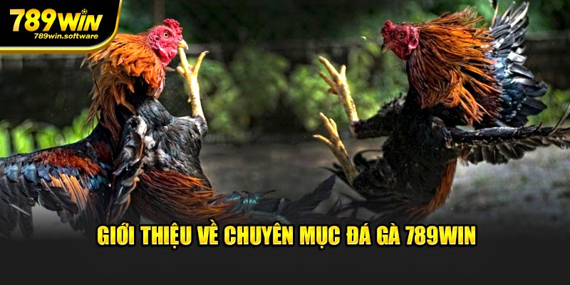 Giới thiệu về chuyên mục đá gà 789WIN