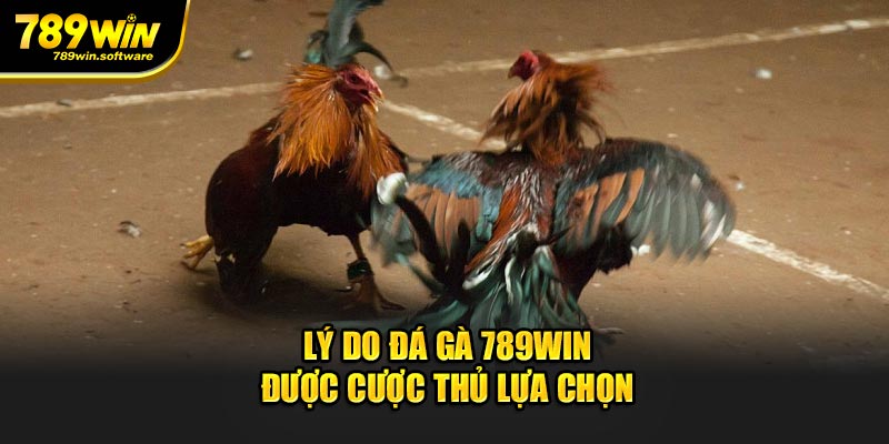 Lý do đá gà 789WIN được cược thủ lựa chọn